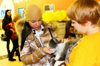Благотворительная выставка кошек из приюта